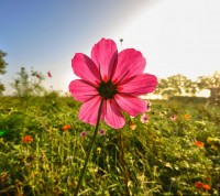 fleur rose champ