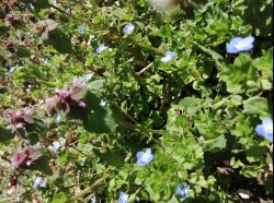 Véronique en bleu à droite et lamier pourpre, rosé à gauche