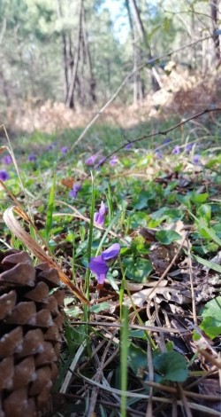 Violettes