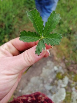 Potentille rampante
